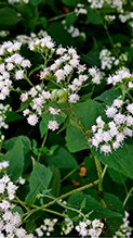 white snakeroot 19
