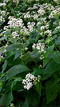 white snakeroot 20