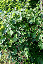 wild grape 15