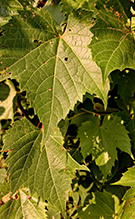 wild grape 16