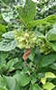 American hazelnut