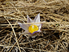 American pasqueflower