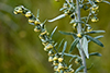 absinth wormwood