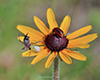 black-eyed susan