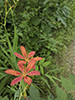 blackberry lily