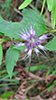 blue giant hyssop