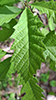 bur oak (var. macrocarpa)