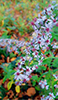 calico aster