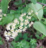 Chokecherry