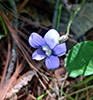 common blue violet