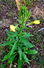 common evening primrose