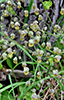 early meadow-rue
