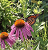 eastern purple coneflower