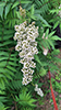 false spiraea