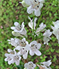 foxglove beardtongue