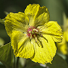 fringed loosestrife