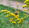 gray goldenrod
