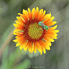 great blanketflower