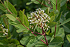 Indian hemp