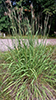 Indiangrass