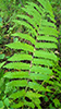 interrupted fern