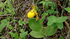 large yellow lady’s slipper