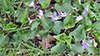 marsh blue violet