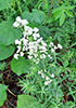 poison ivy sawfly