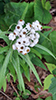 pearly everlasting
