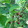pin cherry