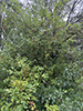 prairie crabapple