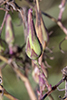 prairie lettuce