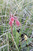 prairie smoke