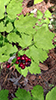 red baneberry