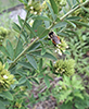 round-headed bush clover