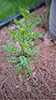 sand bittercress