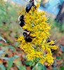 showy goldenrod species complex