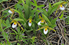 small white lady’s slipper