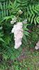 smooth sumac