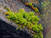 starry bristle moss