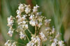 tall meadow-rue