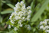 tall meadow-rue