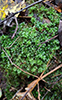 toothed plagiomnium moss