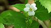 western Canada violet