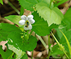 western Canada violet
