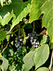 wild grape