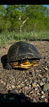 Blanding’s Turtle 18