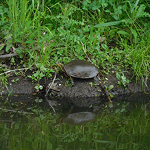 Painted Turtle 25