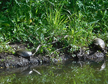 Painted Turtle 26