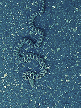 Western Foxsnake